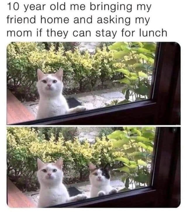 A classic meme using cute cats at a window to represent asking your mom if a friend can stay.