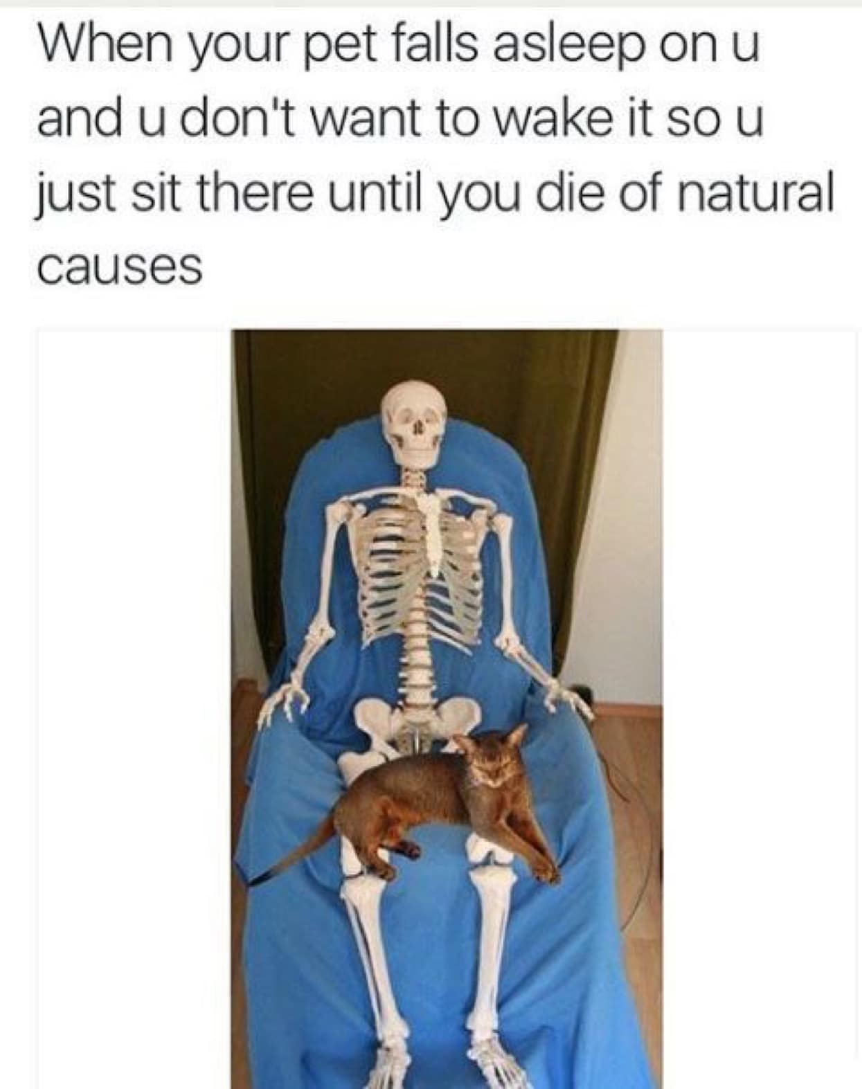 A classic meme of a skeleton holding a sleeping cat, representing being trapped by a pet.