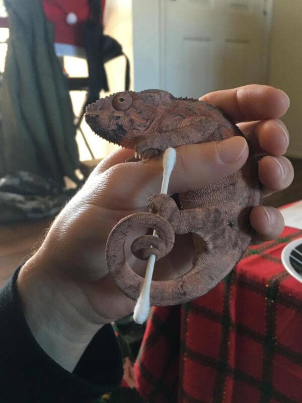 A cute chameleon with its prehensile tail curled perfectly around a cotton swab in a person's hand.