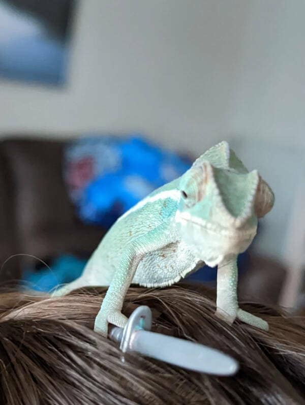 A brave pet chameleon standing on someone's head and holding a small toy sword like a guard.