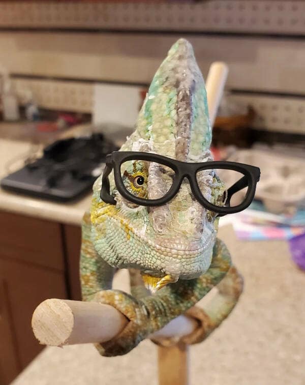 A very smart-looking pet chameleon wearing a tiny pair of black-rimmed glasses while perched on a branch..