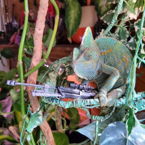 A funny green chameleon sitting in its leafy enclosure and aiming a miniature toy sniper rifle.