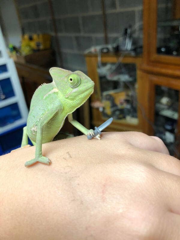 A tiny baby chameleon standing bravely on a person's hand while holding a very small toy knife.