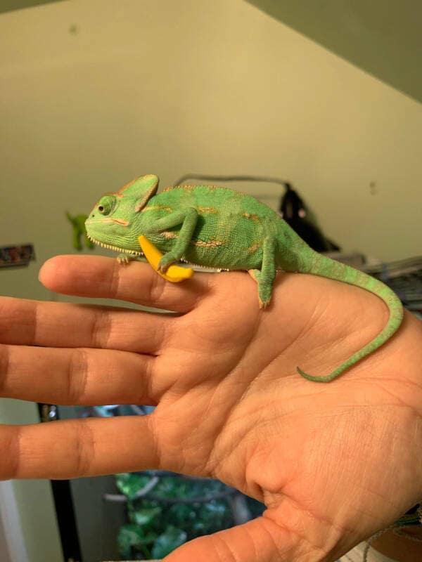 An adorable green pet chameleon sitting calmly in a person's hand while holding a tiny yellow banana.