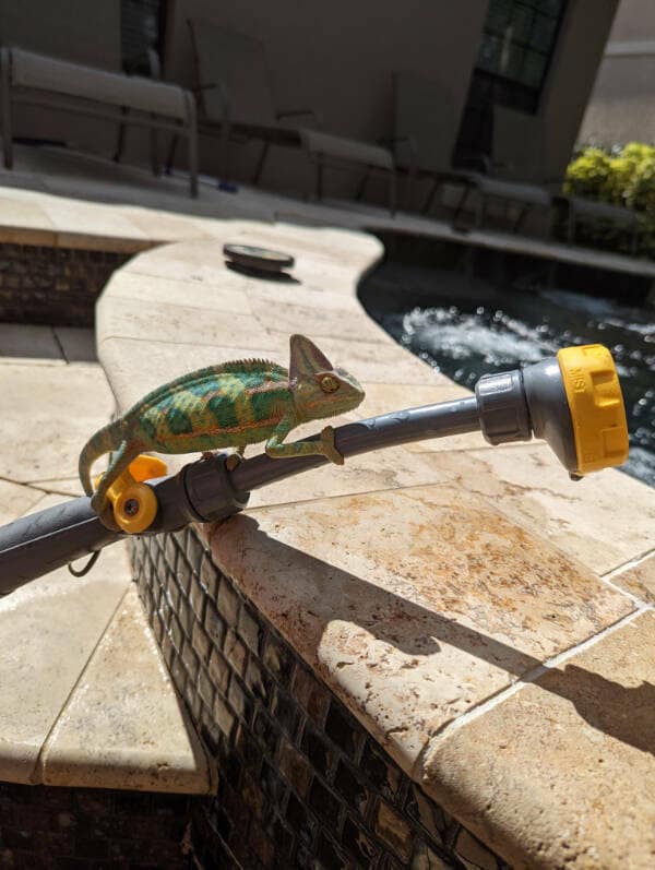 A beautiful green and teal chameleon enjoying a sunny day by the pool on a hose nozzle.
