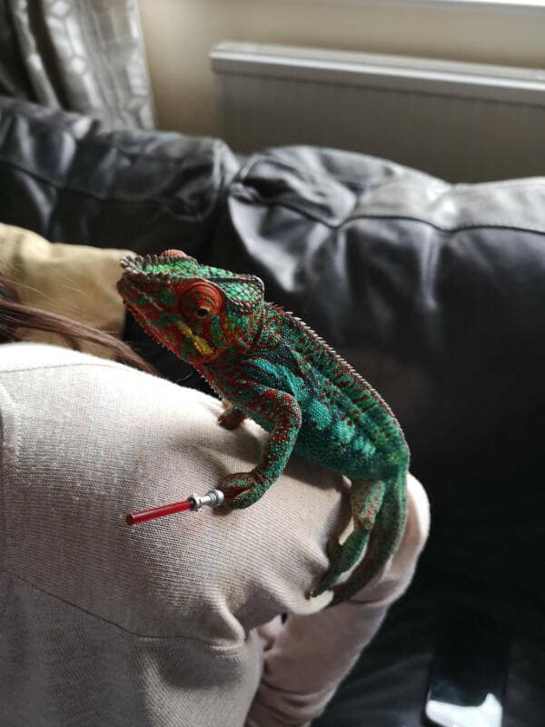 A colorful pet chameleon holding a tiny red Sith lightsaber like a Star Wars villain.