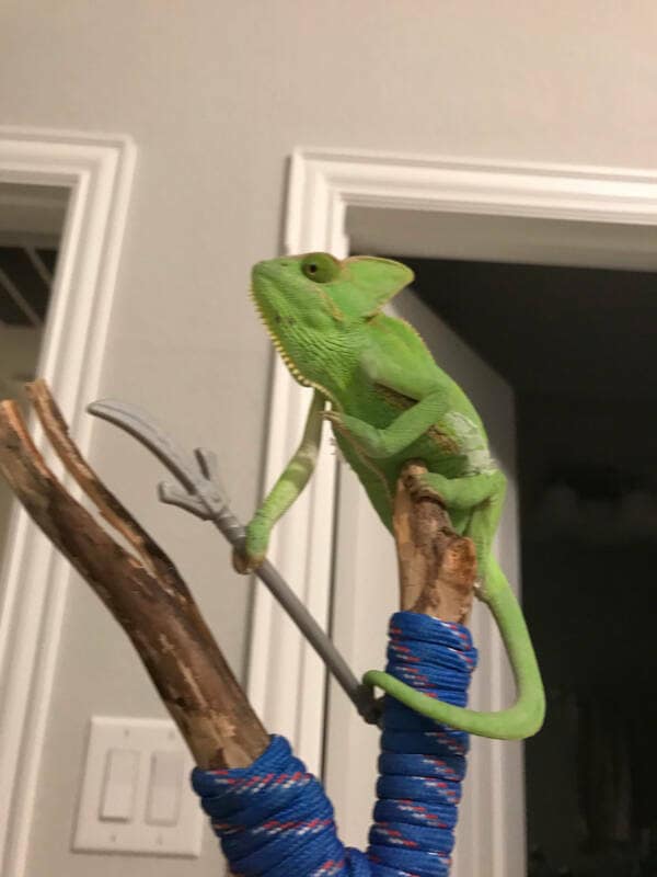 A funny green chameleon posing dramatically on a branch while holding a tiny grey toy scythe.