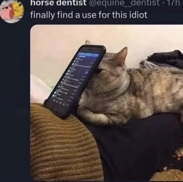 Gray tabby lounges while a smartphone rests propped against its cheek like a stand.