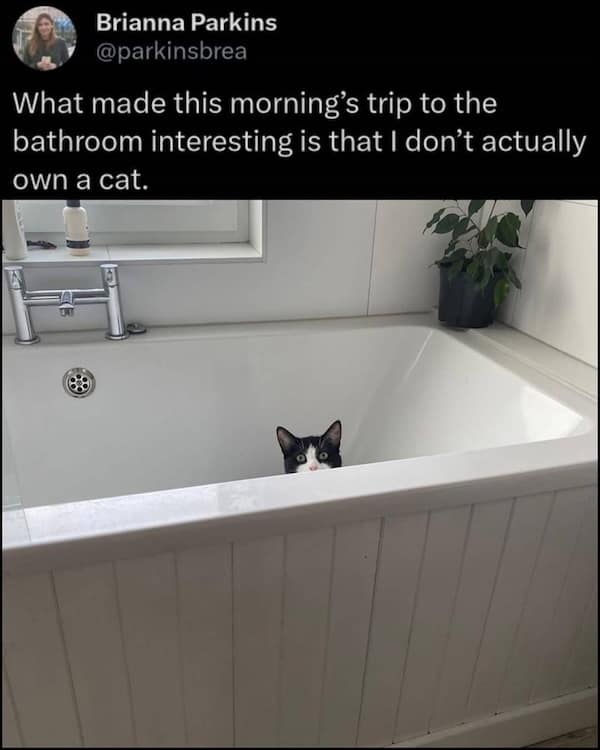 Tuxedo cat’s head peeks over the rim of a spotless white bathtub under a tweet noting the poster doesn’t own a cat.