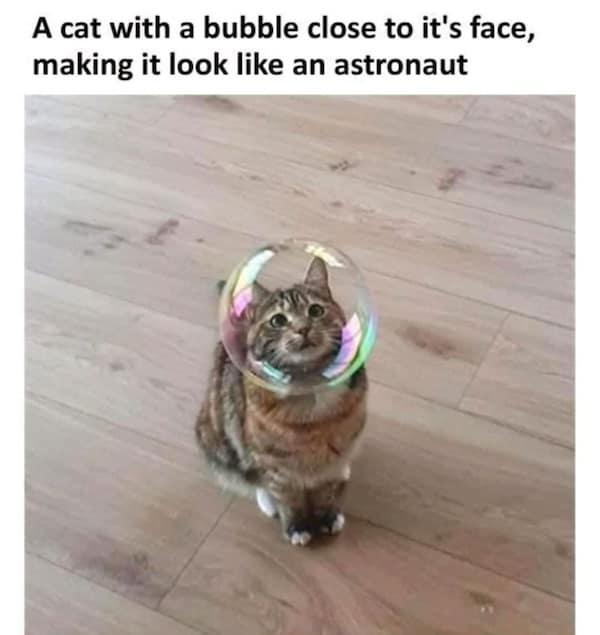 Tabby cat with a soap bubble aligned over its face like an astronaut helmet on a wooden floor.