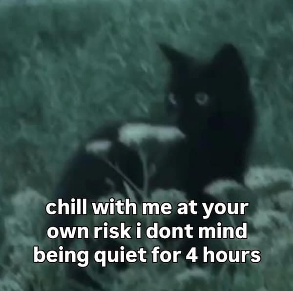 Grainy shot of a black cat lying in tall grass with caption: “chill with me… i don’t mind being quiet for 4 hours.”