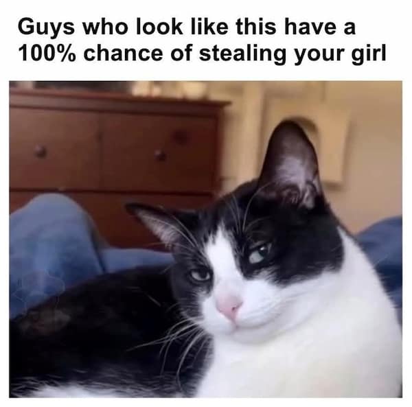 Smug tuxedo cat reclining with half-lidded eyes; text claims guys who look like this will steal your girl.