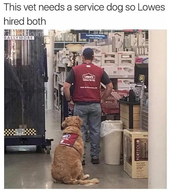 A heartwarming photo of a veteran and his golden retriever service dog, who were hired to work at Lowe's together.