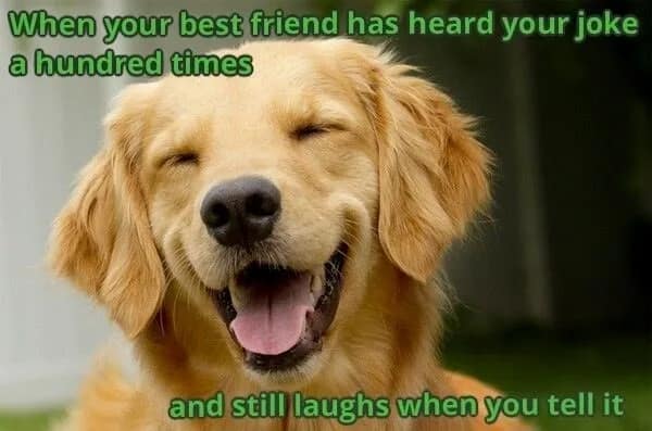 A happy, smiling golden retriever representing a loyal best friend who still laughs at all your old jokes.