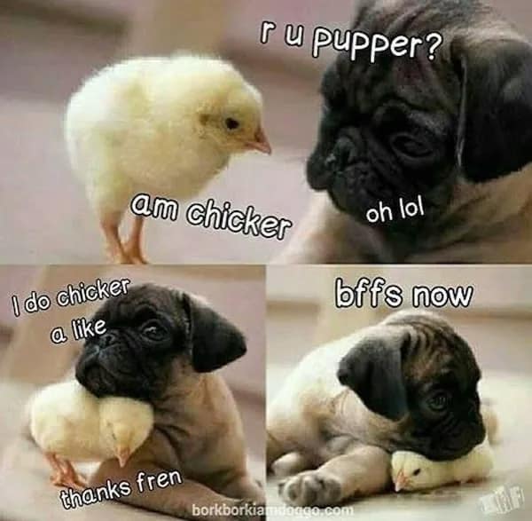 A four-panel meme in "doggo-speak" showing the adorable story of a pug and a baby chick becoming best friends.