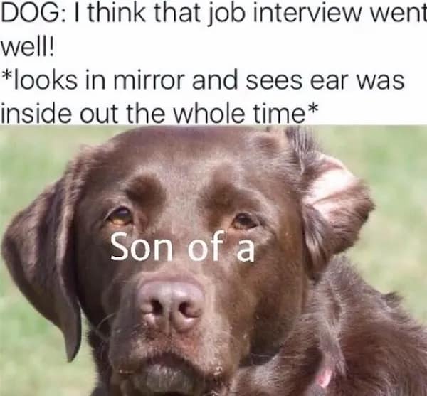 A meme of a chocolate lab with an inside-out ear, representing the feeling of finding a flaw after a job interview.