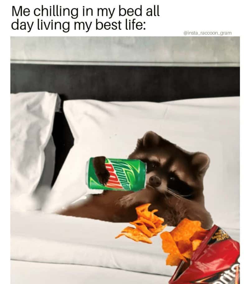 A funny food meme of a raccoon in bed with Mountain Dew and Doritos, living its best life.
