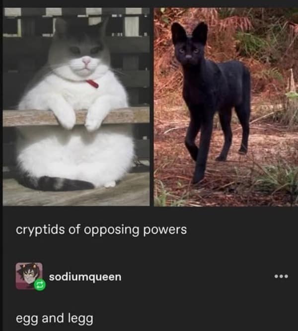 A popular two-panel cat meme that hilariously compares a very round, fluffy white cat ("egg") and a very skinny, sleek black cat ("legg").