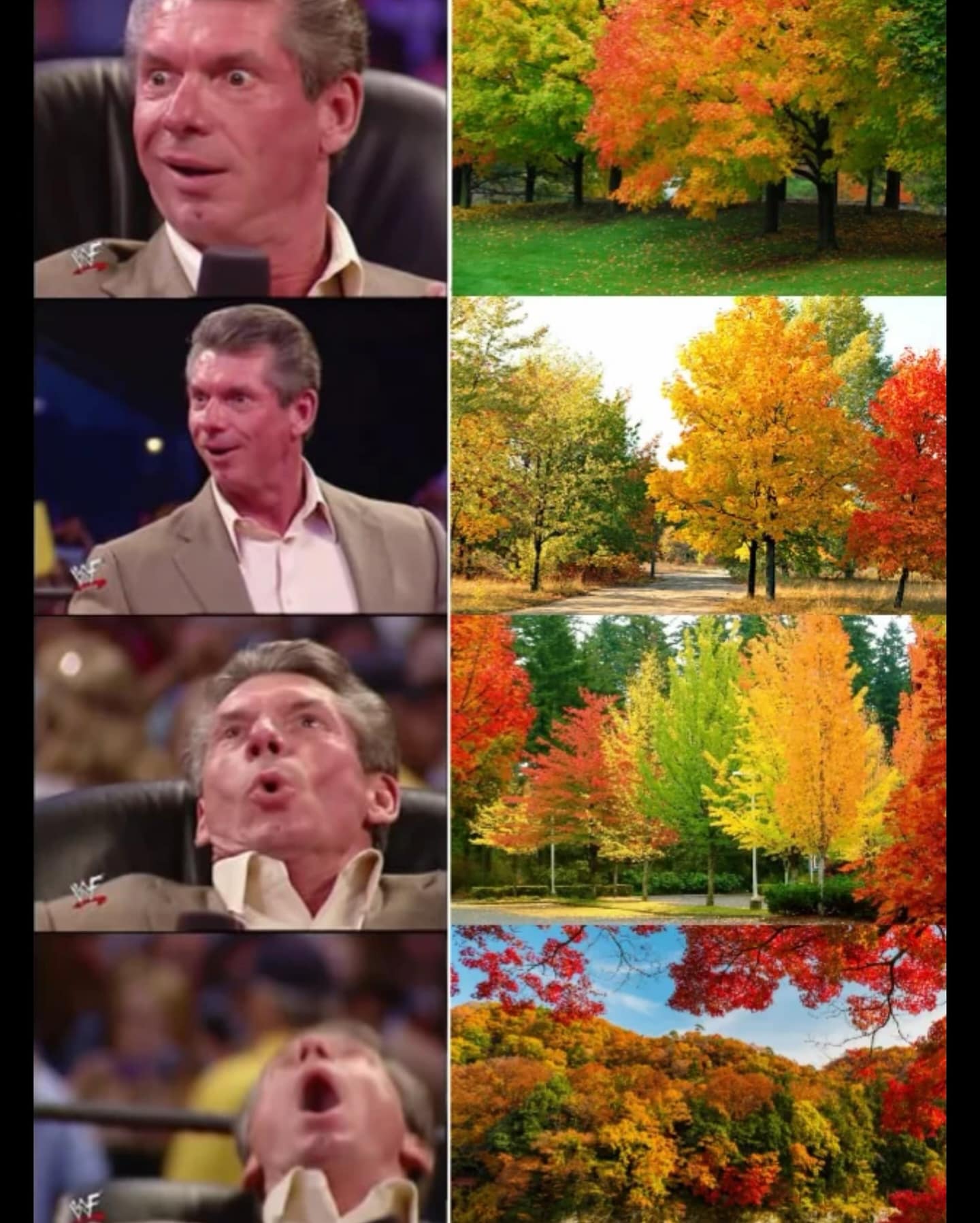 The popular Vince McMahon reaction meme format, which is used to show a person's pure and growing excitement for the beauty of autumn foliage.