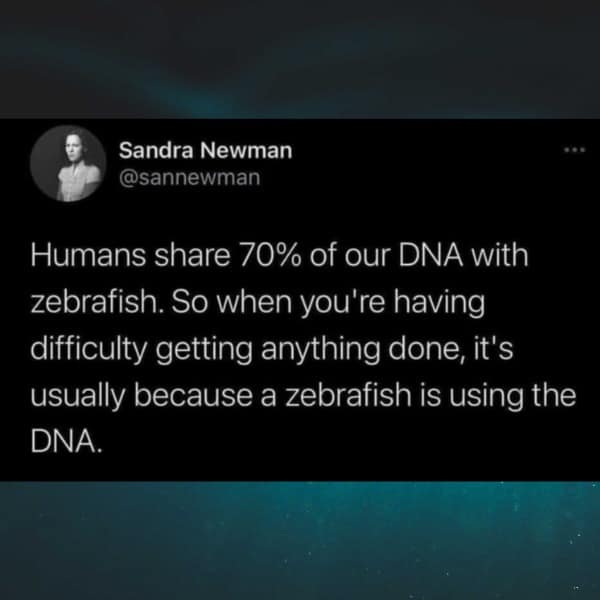 A funny scientific tweet joking that procrastination is caused by a zebrafish using your shared 70% of DNA.