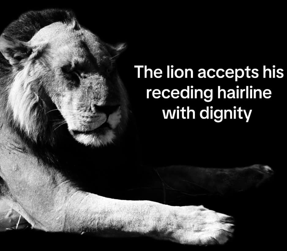 A funny meme featuring a majestic black and white photo of a lion with a receding hairline.