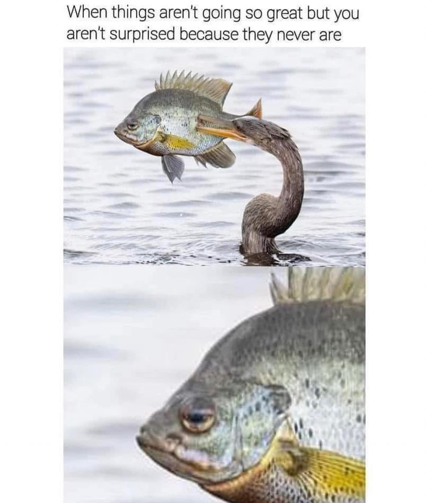 A funny meme of a fish being eaten by a bird that perfectly captures the feeling of pure resignation.