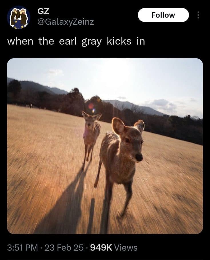 A clever and funny pun using a photo of two very energized deer that are running through a field with the caption, "when the earl gray kicks in."