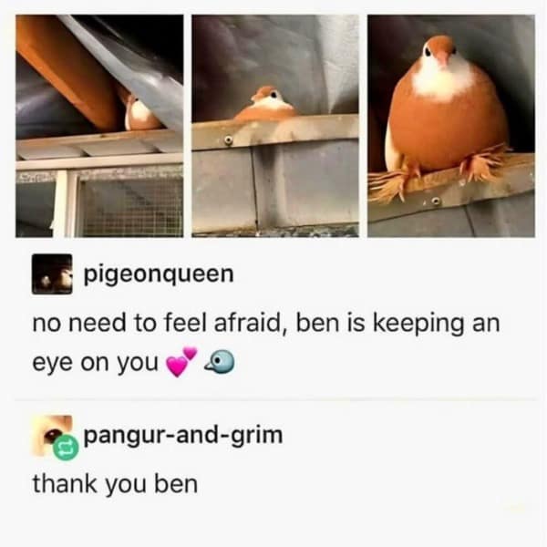 A wholesome Tumblr meme about a cute, round pigeon named Ben who is watching over you protectively.