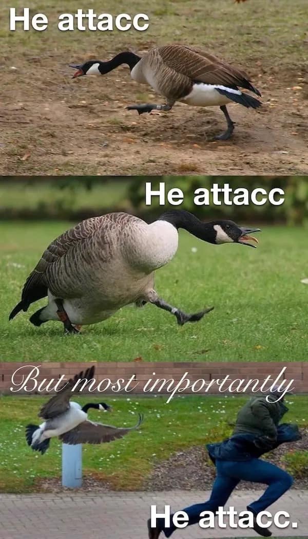 A funny three-panel meme using the "He attacc" format to show a Canada Goose chasing a person.