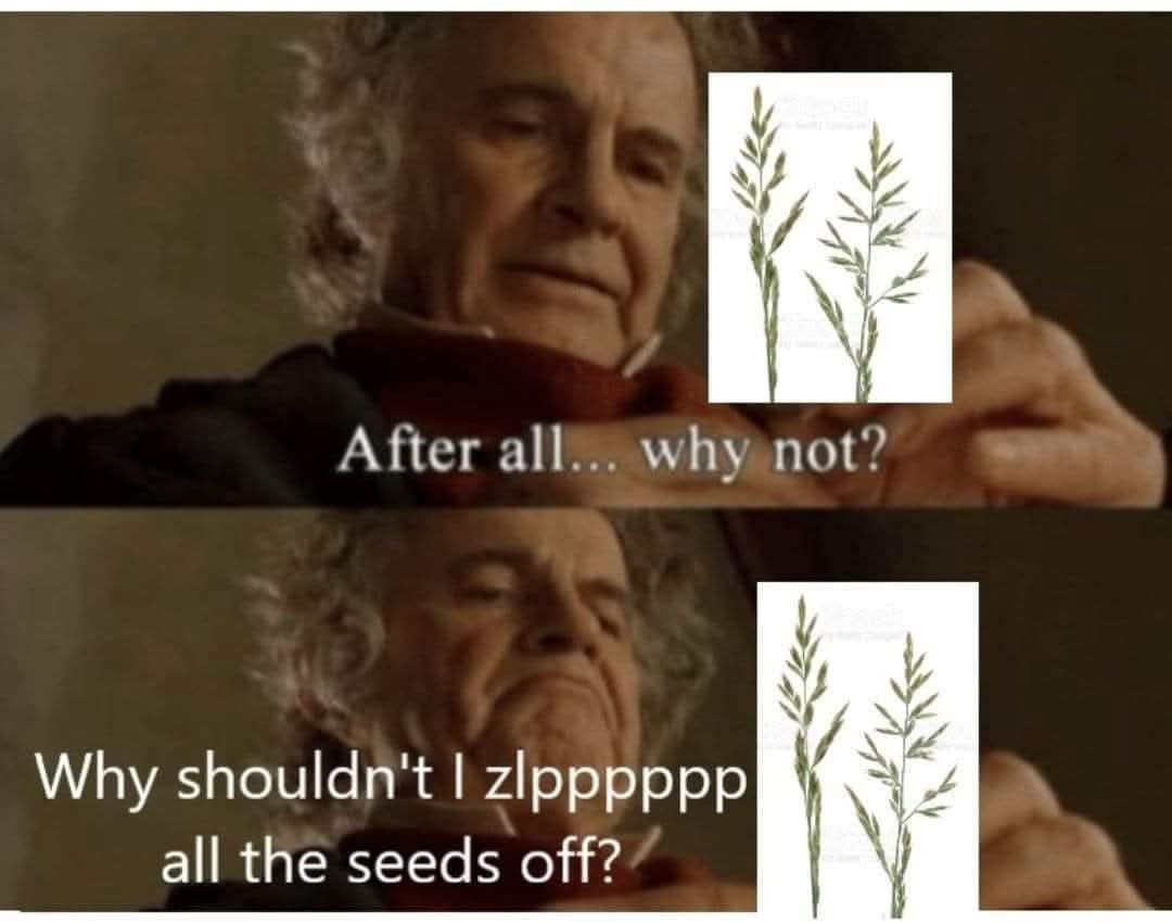 A Lord of the Rings meme of Bilbo Baggins, edited to be about the universal childhood urge to strip all the seeds off a grass stem.