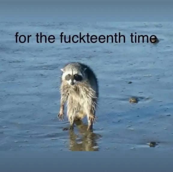 A classic and popular reaction meme of a very sad and pathetic-looking wet raccoon who is standing in the water with the caption "for the fuckteenth time."