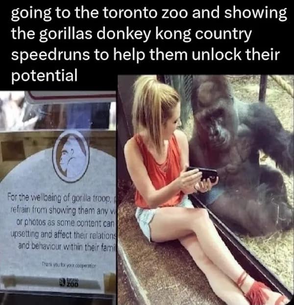 A funny meme joking about showing Donkey Kong speedruns to gorillas at the Toronto Zoo to help them evolve.