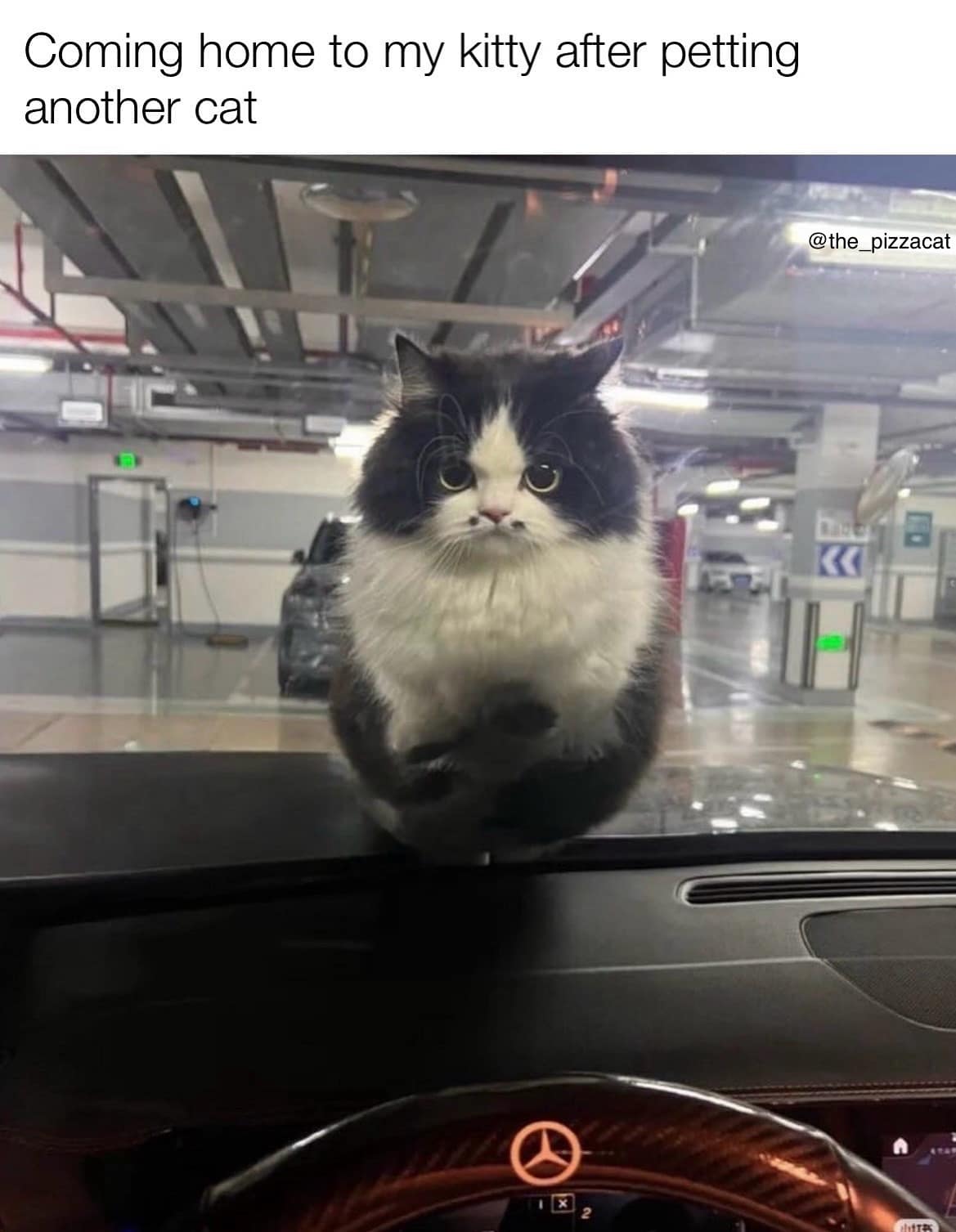 A funny and relatable meme of a very fluffy and extremely angry-looking cat, which is used to represent the intense jealousy a cat feels when you pet another cat.This fluffy cat's angry little face perfectly captures the deep feeling of betrayal your pet feels when you cheat on them. It is one of the most relatable and funny memes for every single cat owner.