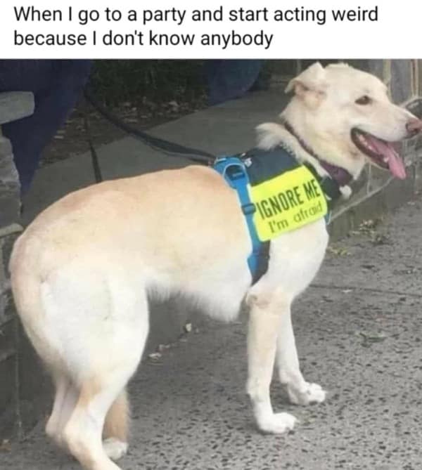A funny and relatable meme of a nervous-looking dog on a walk who is wearing a harness that reads, "IGNORE ME I'm afraid," which represents the feeling of being at a party where you don't know anyone.