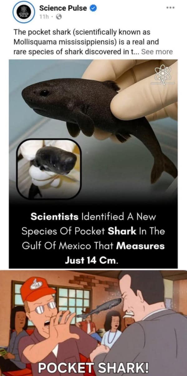 A brilliant and timely meme that combines a real news story about the discovery of a tiny "pocket shark" with the famous "pocket sand" scene from the TV show King of the Hill.