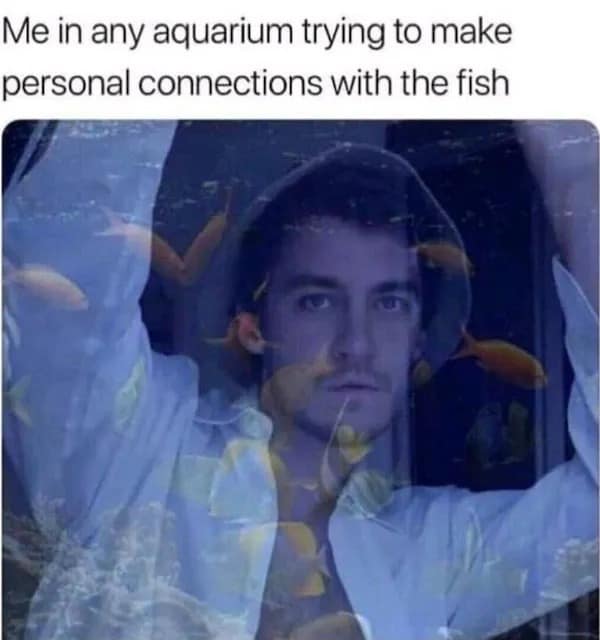 A funny and relatable meme about the universal human urge to try and make a deep, personal connection with the fish at an aquarium.