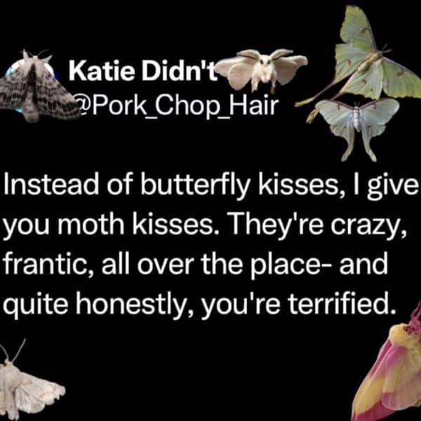 A funny tweet about giving "moth kisses" which are much more chaotic and terrifying than normal butterfly kisses.