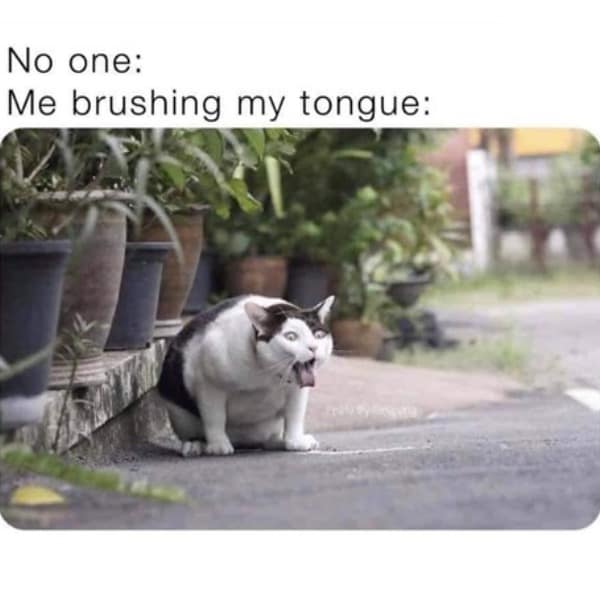 A funny and relatable meme that compares the feeling of brushing your tongue to a cat gagging.