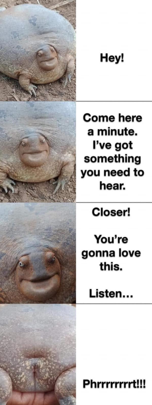A funny four-panel meme of a fat, round frog that tricks you into coming closer just to fart.
