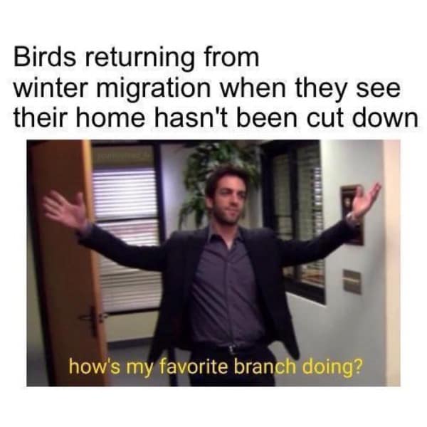 A meme using Ryan from The Office to represent birds returning to their favourite tree branch after winter migration.