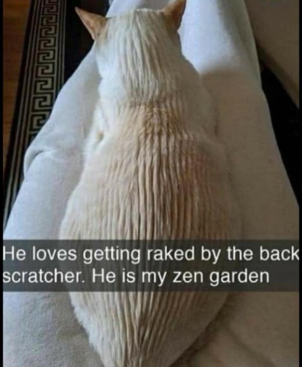 A cute, light-colored cat with its fur combed by a back scratcher to resemble a zen garden.