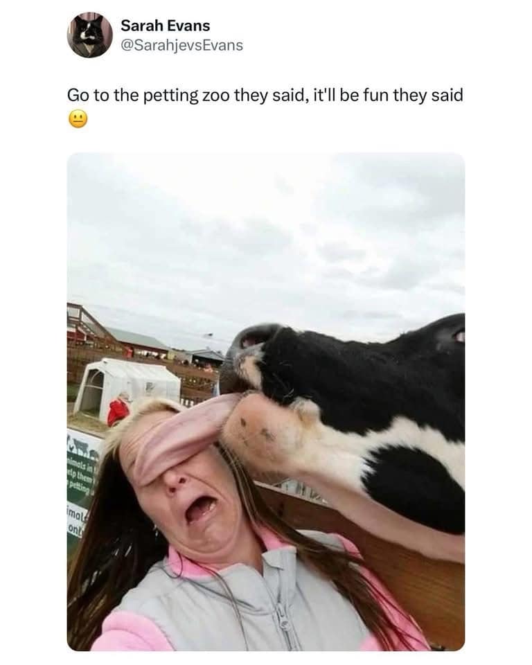 A hilarious and perfectly timed selfie from a woman who is visiting a petting zoo and is in the process of being licked across the entire face by a cow's giant, wet tongue.