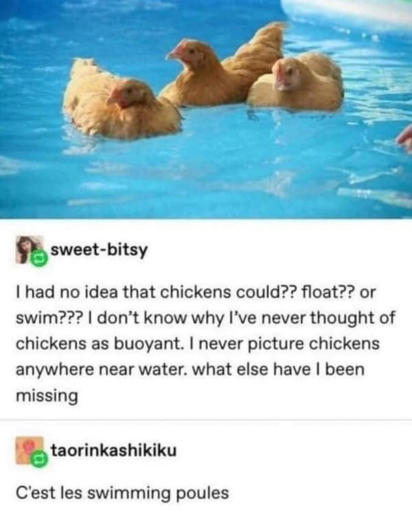 A funny and educational Tumblr post about chickens being able to swim, with a brilliant and witty French pun reply: "C'est les swimming poules."