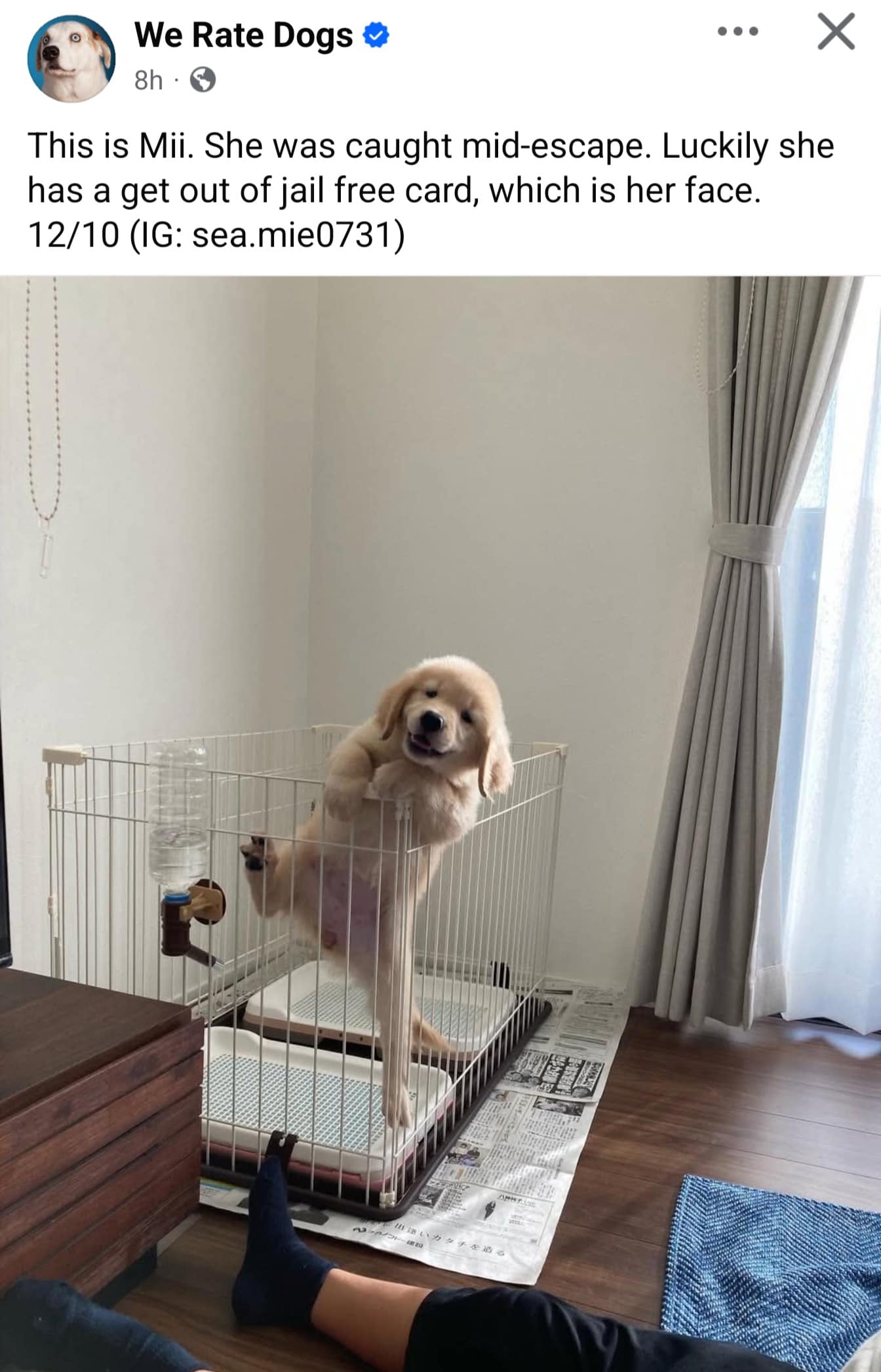 A screenshot of a "We Rate Dogs" post about a very cute golden retriever puppy named Mii who was caught mid-escape from her pen.