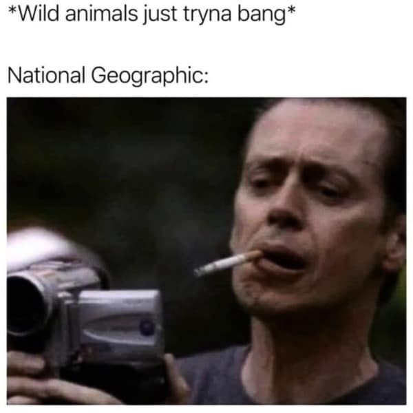 A hilarious meme featuring actor Steve Buscemi with a camera, representing the slightly creepy nature of National Geographic crews filming wild animals trying to mate