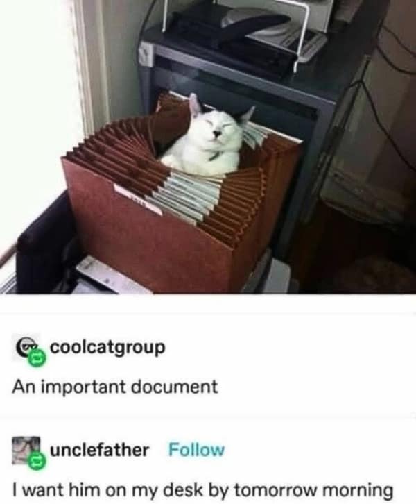 A funny Tumblr post showing a white cat sleeping in a file folder, with comments treating it like office work.