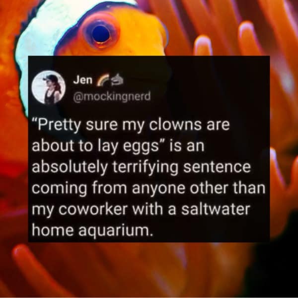 A funny tweet explaining why the sentence "pretty sure my clowns are about to lay eggs" is an absolutely terrifying thing to hear out of context.
