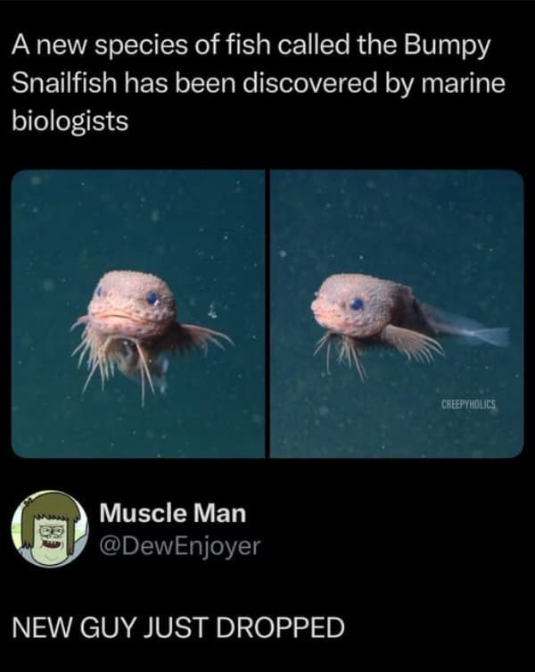 A screenshot of a tweet that is showing pictures of the newly discovered and very strange-looking Bumpy Snailfish, with a perfect and hilarious "new guy just dropped" reply from another user.