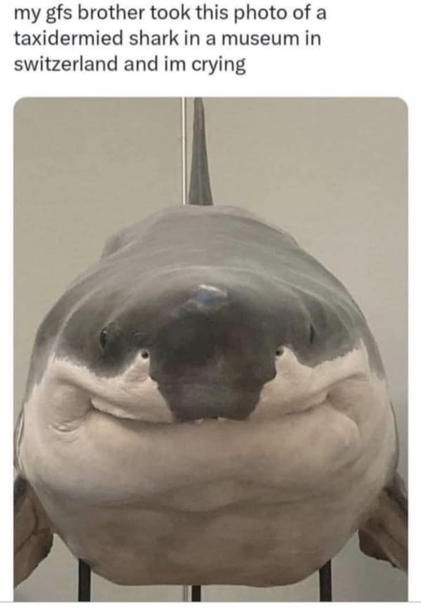 A hilarious picture of a terribly taxidermied shark from a museum that looks friendly, chubby, and happy.