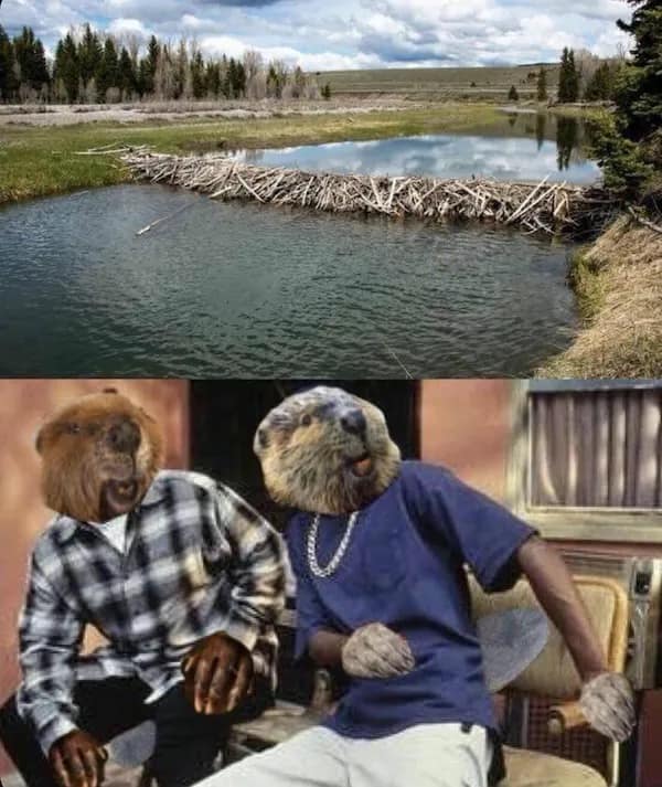 A meme showing a beaver dam, with beavers photoshopped as Ice Cube and Chris Tucker from Friday admiring it.